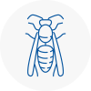 Longton Wasp Nest Removal